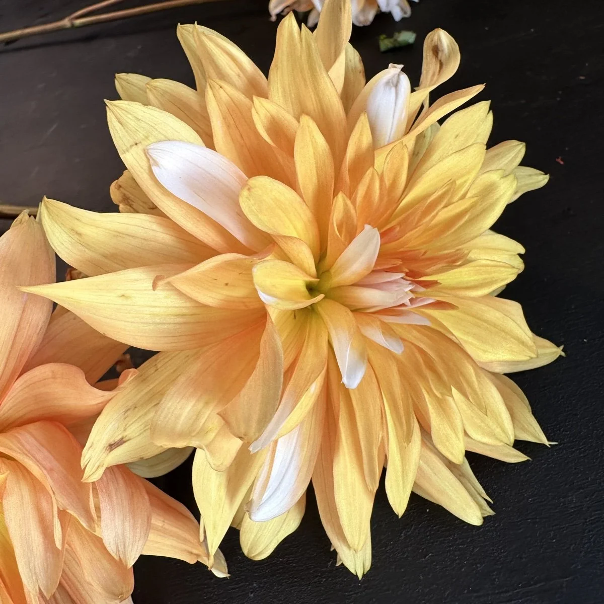 Apelsini Sniega Dahlia — GOLDENROD GARDENS